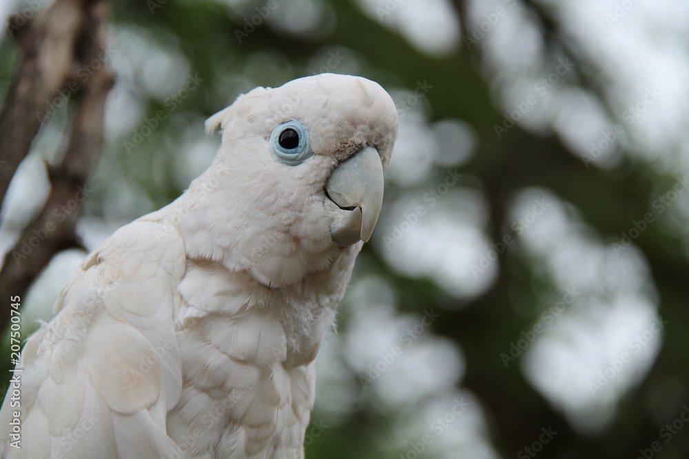 The Head and Plumage of a White Cockatoo Bird.