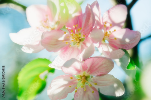 Pink flowers blossom on tree. Nature beautiful floral pastel background