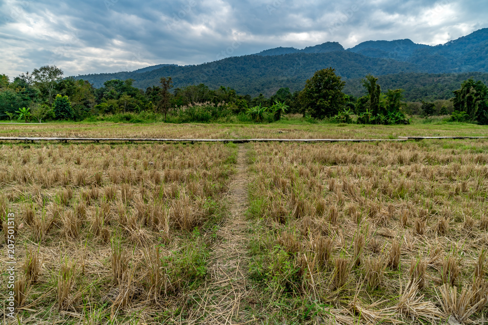 Paddy filed in Thailand Paddy filed in Thailand