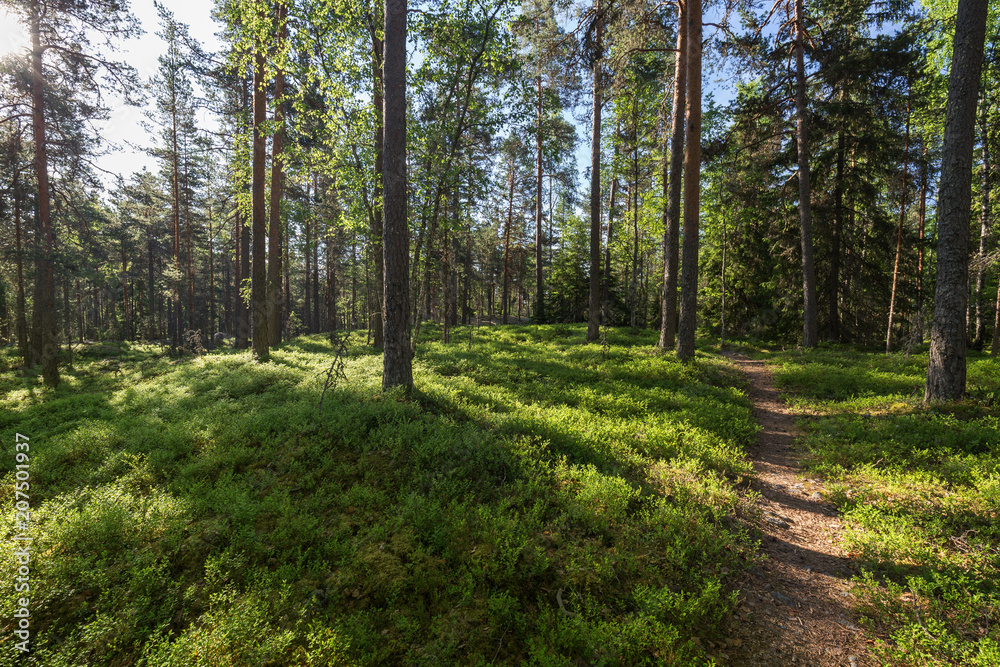 Obraz premium Trees, plants and a footpath in a lush and verdant pine forest on a sunny morning in the summertime in Sastamala, Southern Finland.