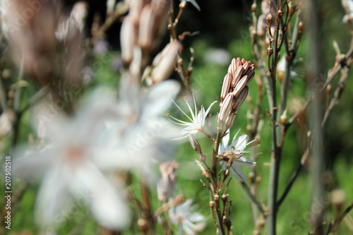 Asphodelus with white flowers blooming around Mallorca, Spain, Espana photo