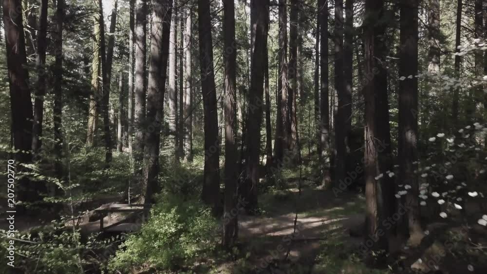 4K drone, push in shot in between Redwood forest, California. 4K drone, push in shot in between Redwood forest, California.