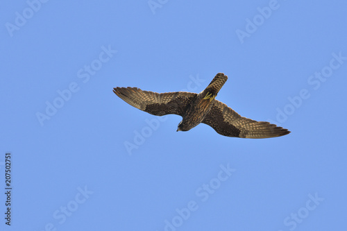Eleonora's Falcon (Falco eleonorae), Greece