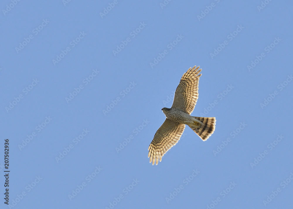 Fototapeta premium Eurasian Sparrowhawk (Accipiter nisus), Greece