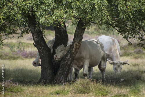 White cow (The Charolais is a breed of taurine beef cattle from the Charolais area surrounding Charolles, in Burgundy, in eastern France.) photo