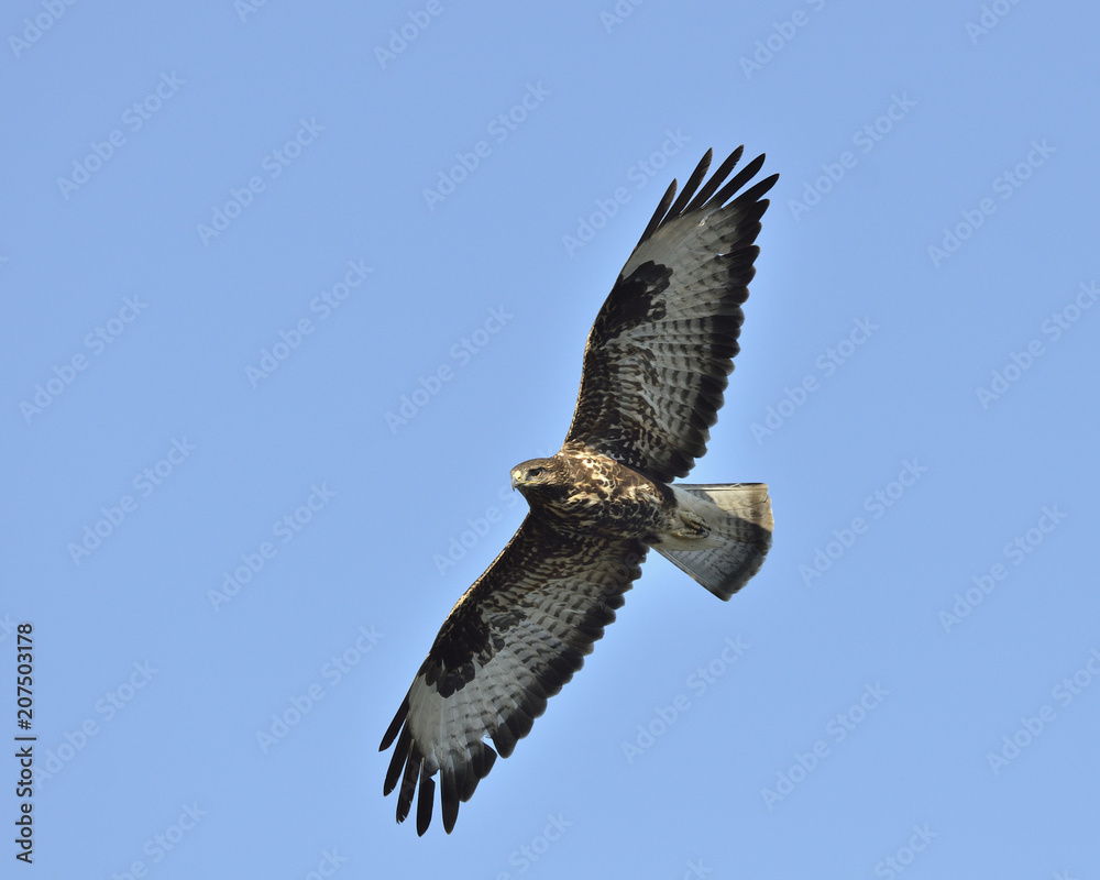 Obraz premium Eurasian Buzzard (Buteo buteo), Greece