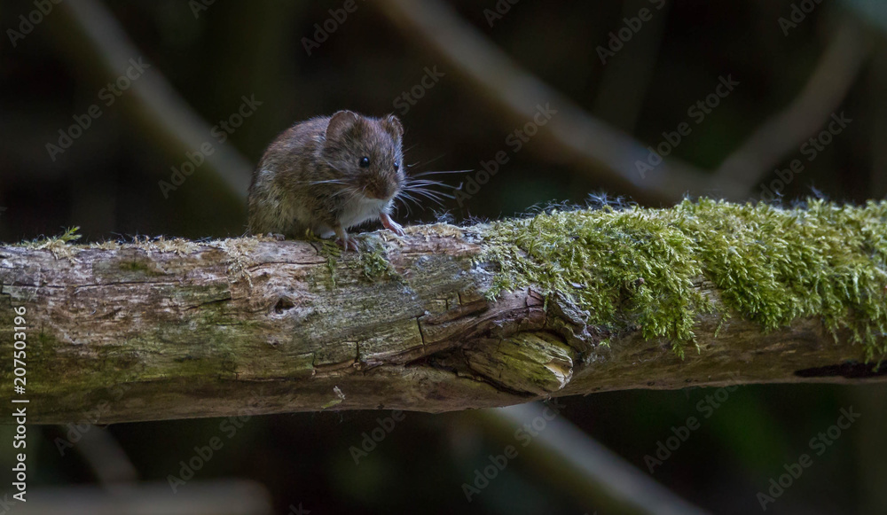 Vole in forest