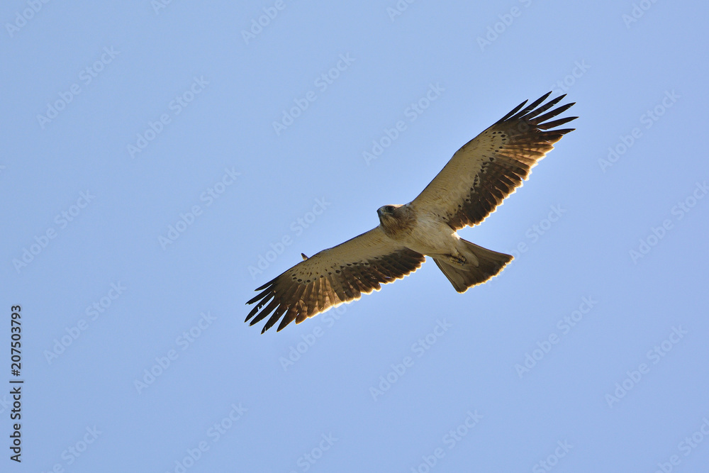 Booted Eagle (Hieraaetus pennatus), Greece Booted Eagle (Hieraaetus pennatus), Greece
