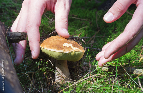 Male hands cut off a mushroom