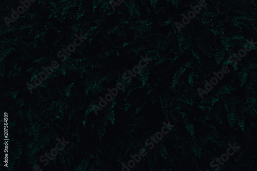 Dark green fern leaves filling the frame, night and darkness concept