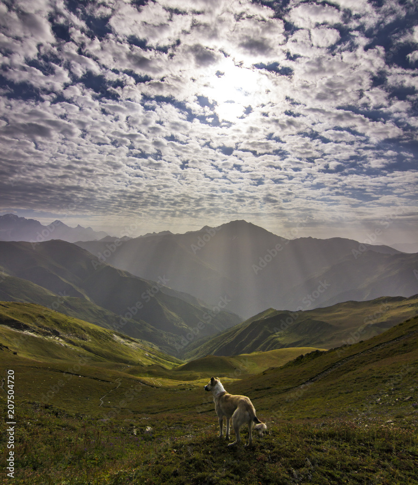 dog standing on a cliff in mountains