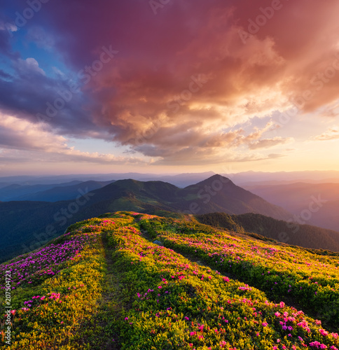Mountains during flowers blossom and sunrise. Beautiful natural landscape at the summer time © biletskiyevgeniy.com