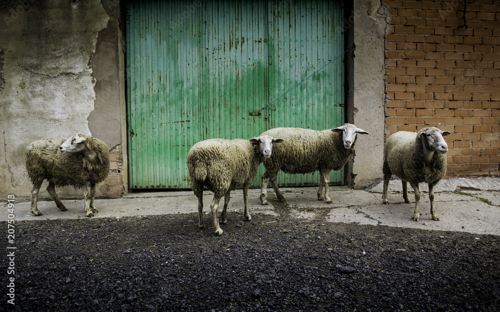 Obraz premium Sheep eating on the farm