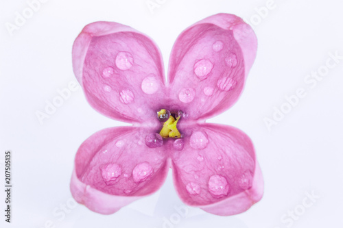 Close-up of a single lilac flower with drops of dew on a white background.