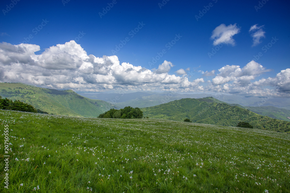 Fototapeta premium Meadow expanses with narcissus flowers under a blue sky with clouds.