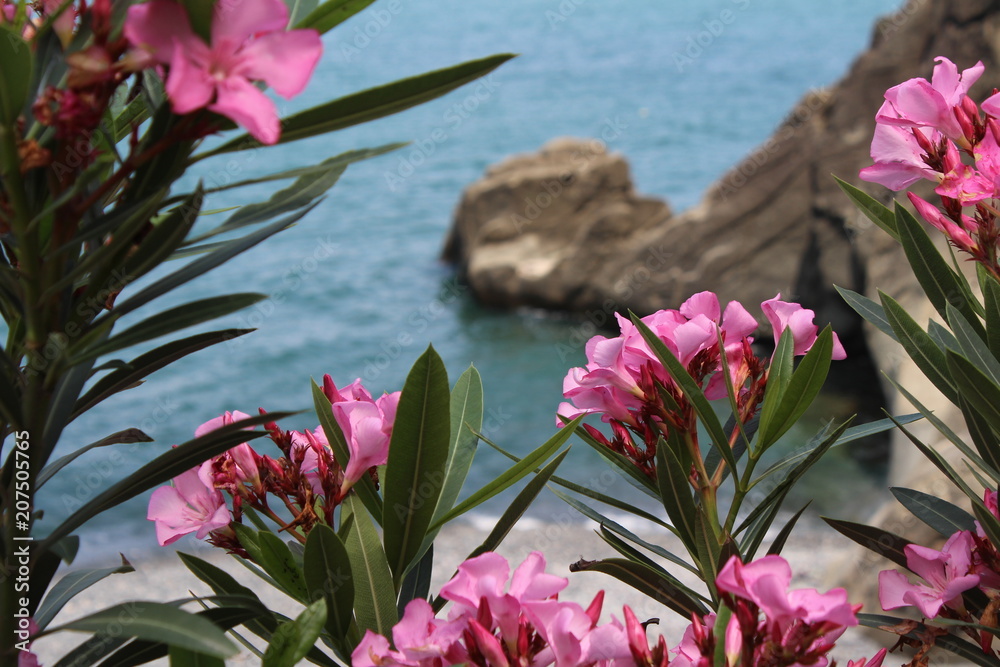 Oleander flowers on the Black sea Oleander flowers on the Black sea