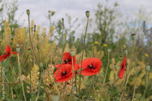 Poppy field in Central Turkey