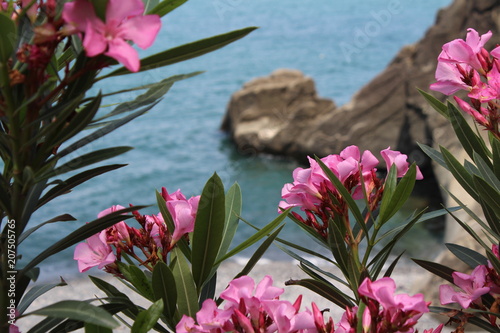 Oleander flowers on the Black sea