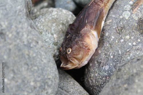 Godsend on the beach