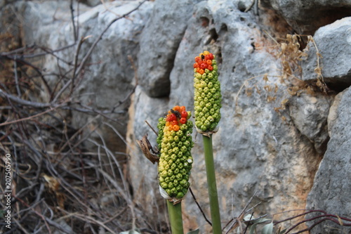 Arum palaestinum on the rock