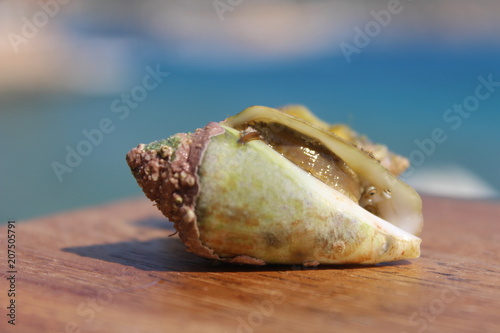 Shell on the table. Hermit crab