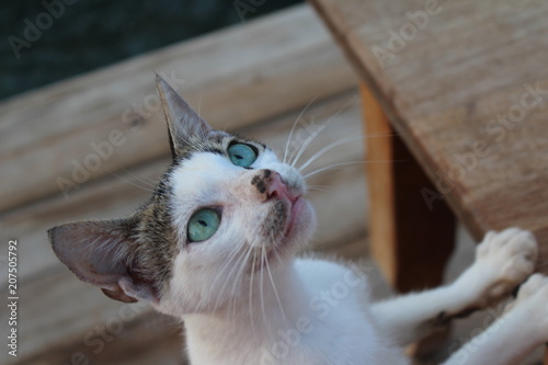 Hungry eyes in Demre