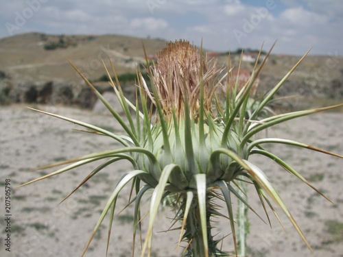 Thistle flower in Cappadocia rocks. Göreme