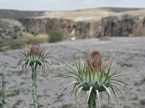 Thistle flowers in Cappadocia rocks. Göreme