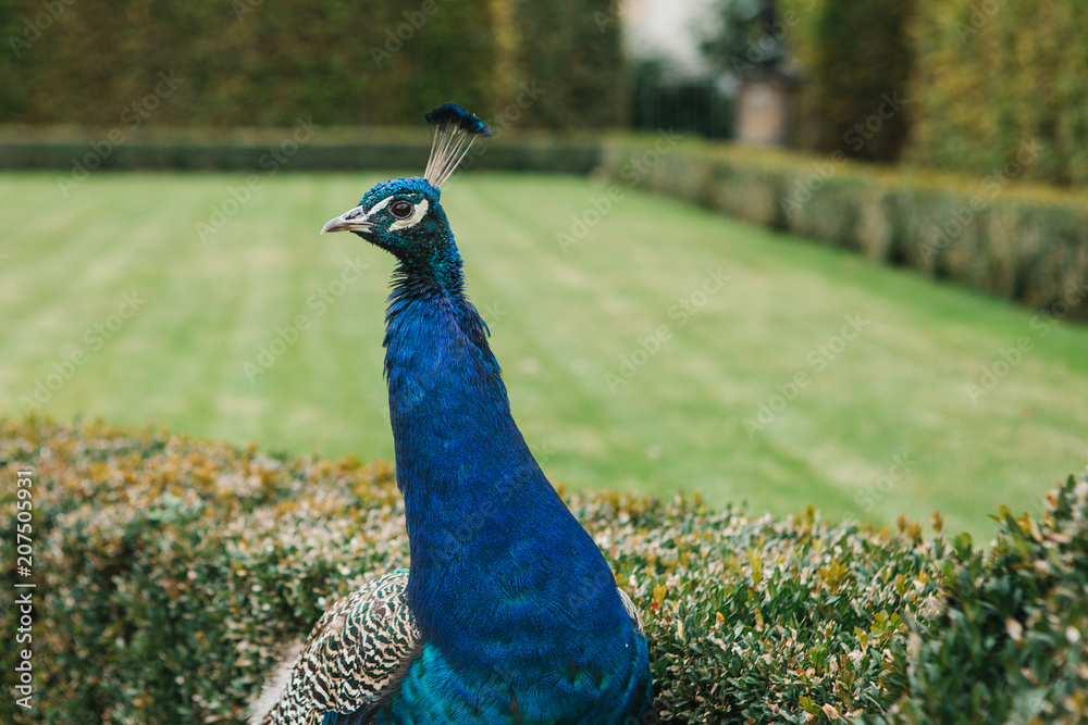Obraz premium A beautiful peacock in the Waldstein Garden in Prague in the Czech Republic