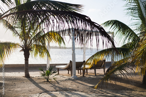 palmeras y tumbonas en una playa paradisíaca photo