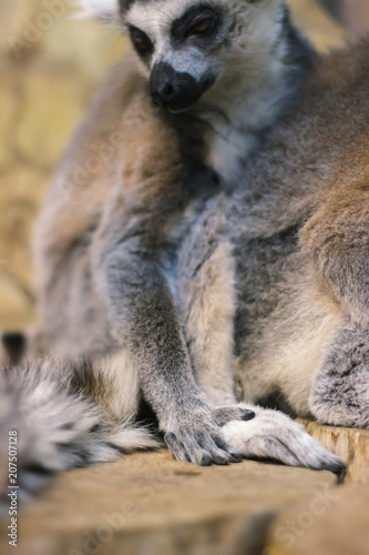 A huddle of ring tailed lemurs