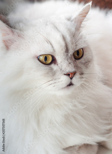 Close-up of shorthair white cat