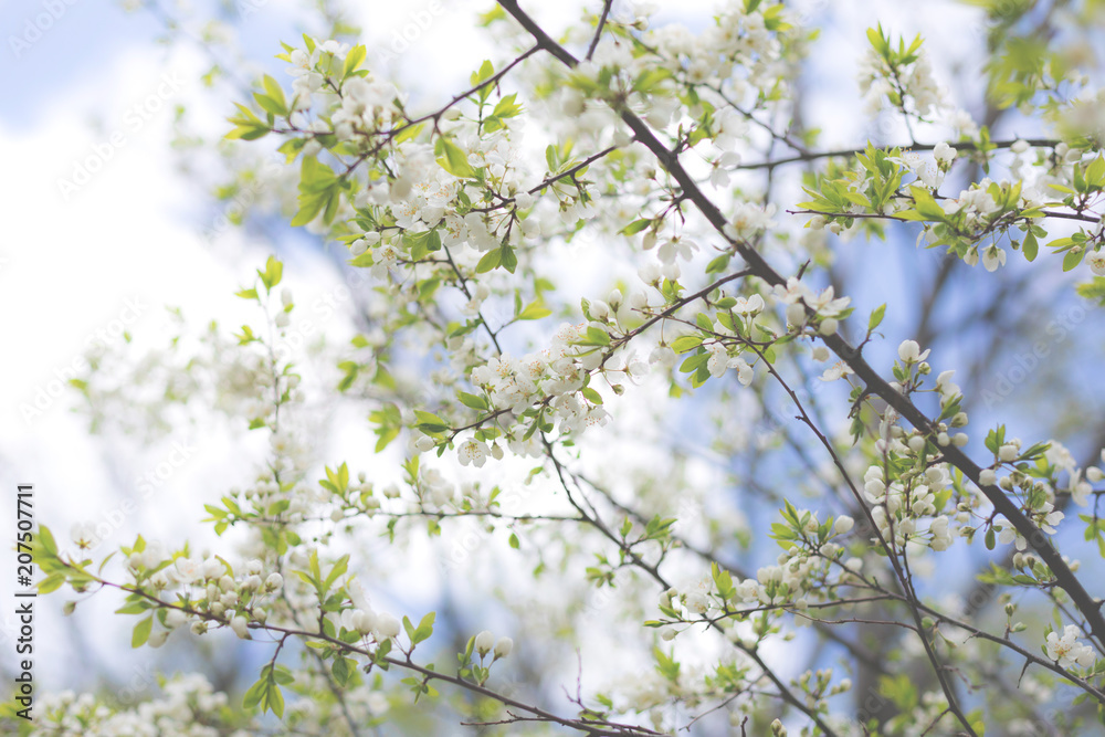 Image of Apple Blossom natural background, spring white flowers