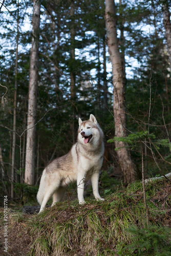 Portrait of serious dog breed Siberian husky standing on the hill in the forest in the spring season at sunset on the trees background