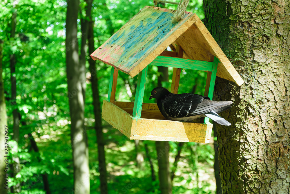 pigeon in a bird house on a tree pigeon in a bird house on a tree