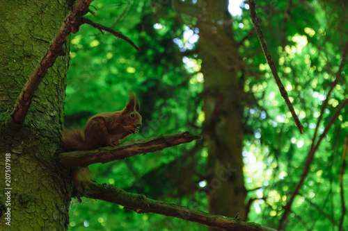 squirrel eating a nut on a tree branch