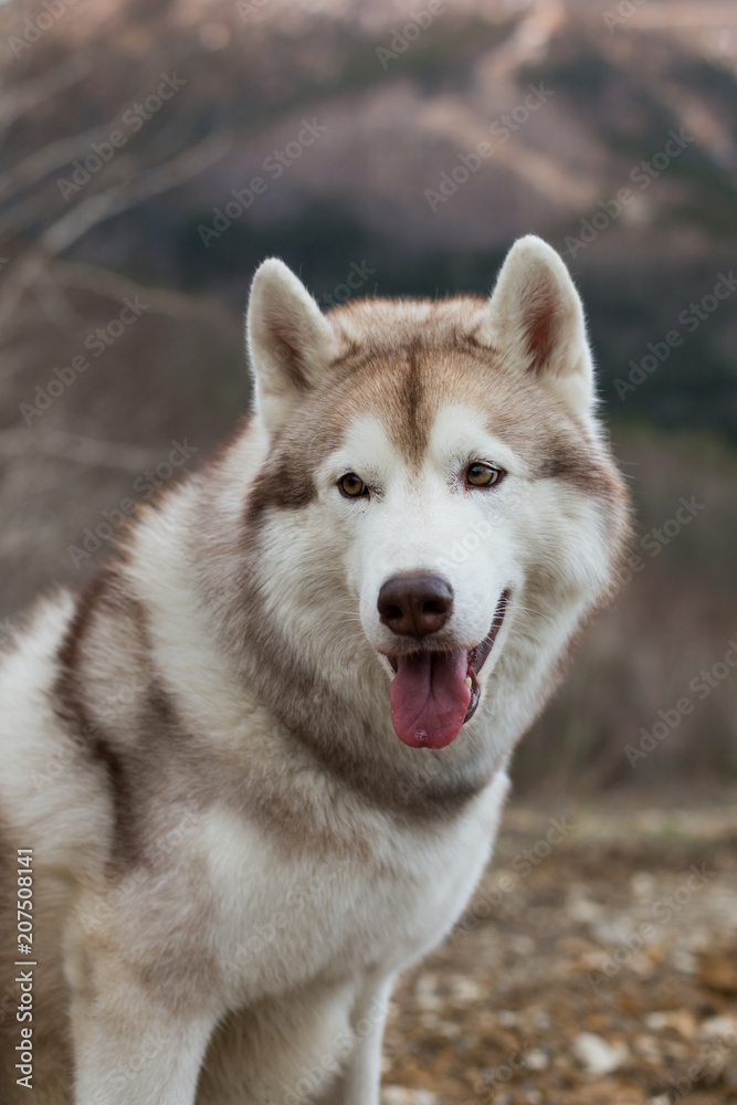 Close-up Portrait of friendly beige and white Siberian Husky dog sitting on the hill on mountains background