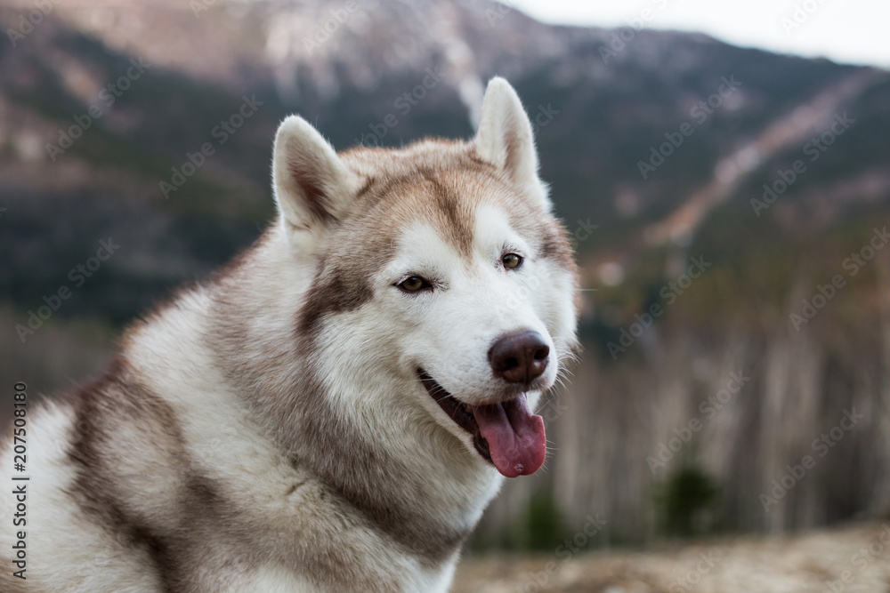 Close-up Portrait of free and prideful beige and white Siberian Husky dog sitting on the hill on mountains background and looking to the camera