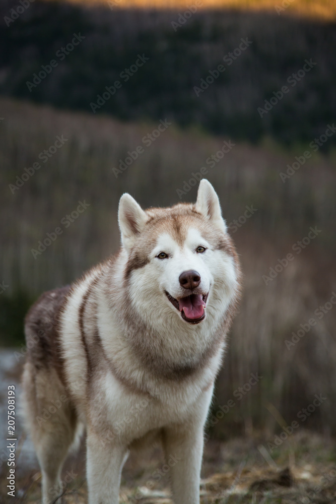 Close-up Portrait of friendly and smiley Siberian Husky dog standing on the hill on mountains background and looking to the camera Close-up Portrait of friendly and smiley Siberian Husky dog standing on the hill on mountains background and looking to the camera