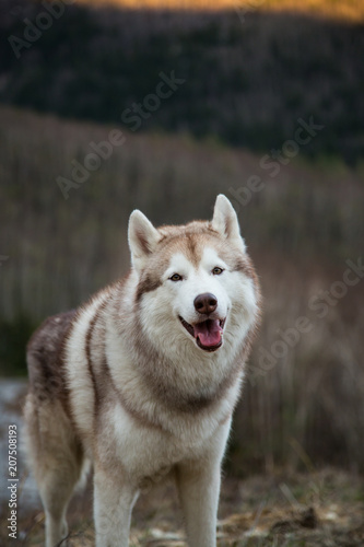 Close-up Portrait of friendly and smiley Siberian Husky dog standing on the hill on mountains background and looking to the camera