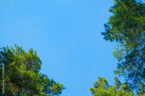 Green fir-tree branches with sky