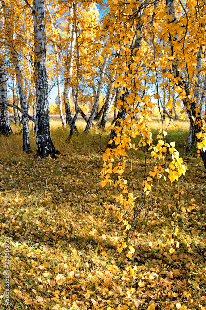 The end of autumn in the Siberian birch forest