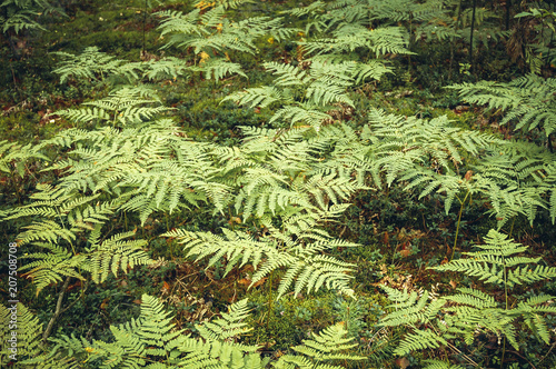 A group of green ferns in the forest photo