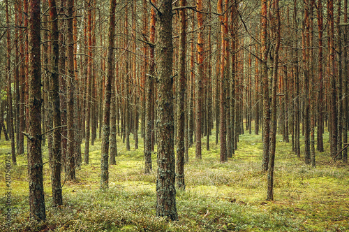 Pine tree forest in Masovian Voivodeship of Poland