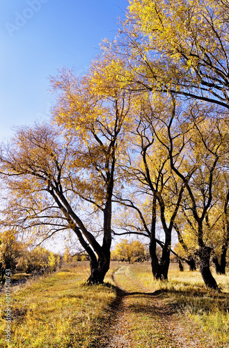 Obraz na płótnie Field road strewn with fallen willow leaves. Late autumn w salonie