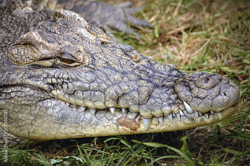 Close up on a head of Nile crocodile