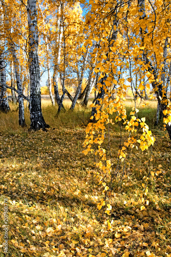 Obraz na płótnie The end of autumn in the Siberian birch forest w salonie