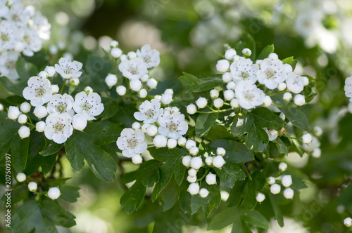 Obraz na płótnie Crataegus laevigata hawthorn tree in bloom during springtime, branches with green leaves and group of flowers and buds petals w salonie