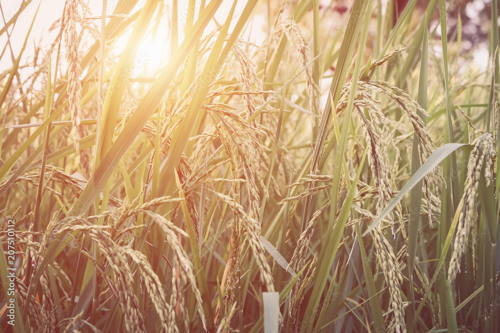close up soft focus of green rice field in the background close up soft focus of green rice field in the background