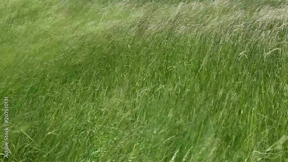 Swaying grass in the field with a very strong wind.